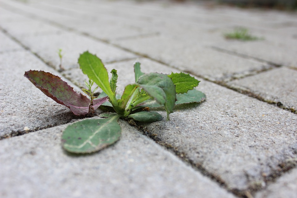 weed growing through concrete