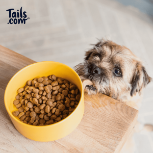 tails.com, tailored dry food for dogs